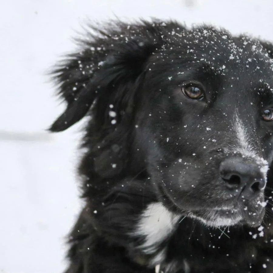 Interactive Puzzle Feeder for Smart Bored Dogs — Level 2