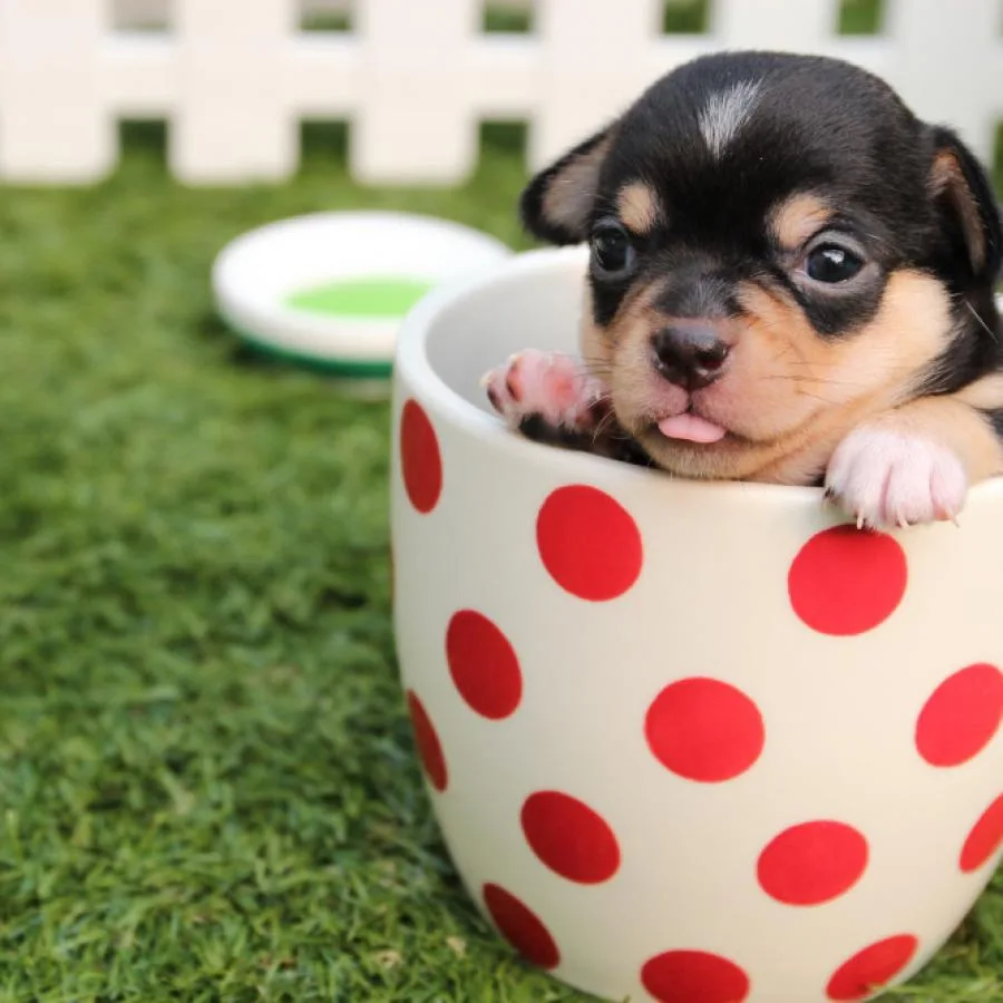 Placeholder photo 2 — dog using a snuffle mat (staging)