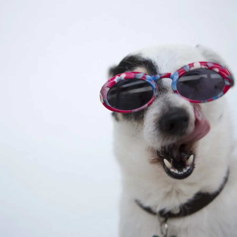 Placeholder photo 3 — dog using a snuffle mat (staging)