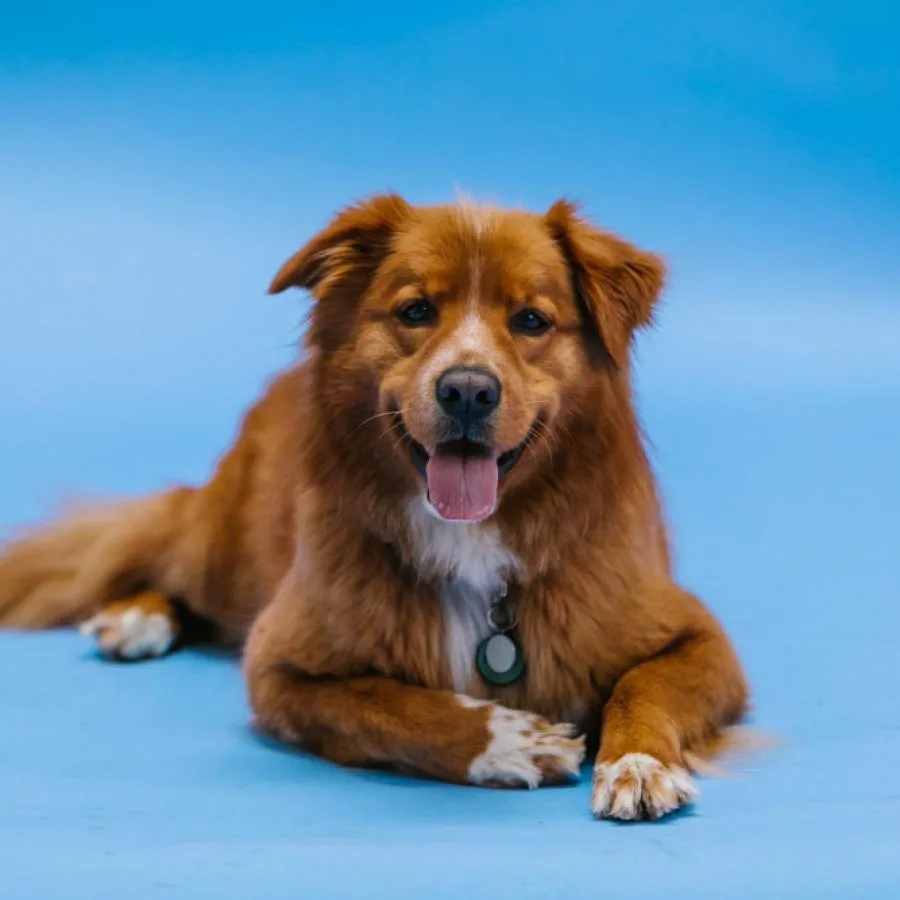 Placeholder photo 2 — dog with a licking mat at bath time (staging)