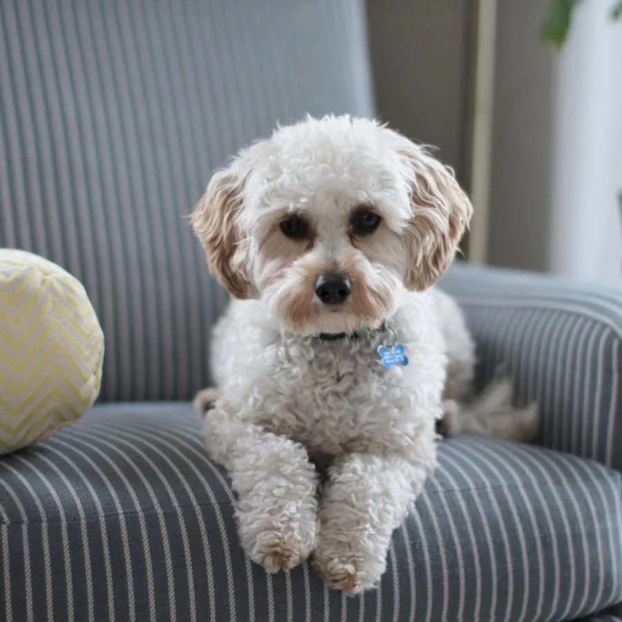 Placeholder photo 3 — dog with a licking mat at bath time (staging)