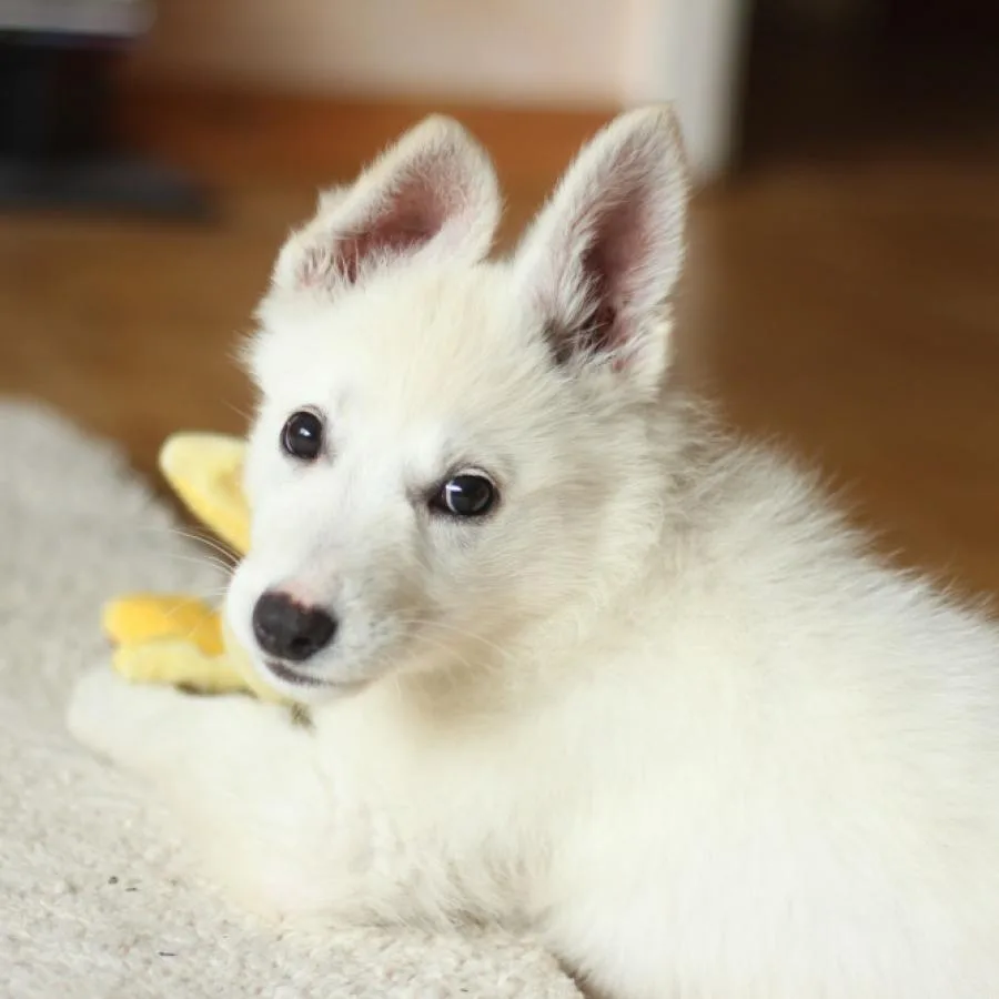 Placeholder photo 2 — dog playing tug (staging)