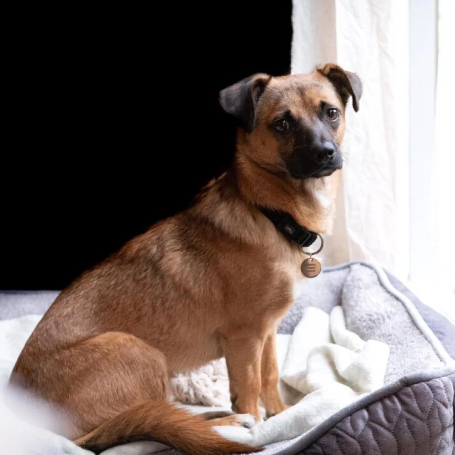 Placeholder photo 3 — dog playing tug (staging)