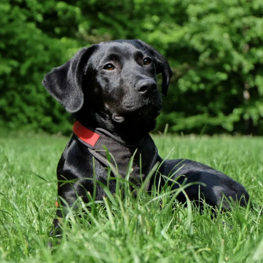 Placeholder photo 4 — dog playing tug (staging)