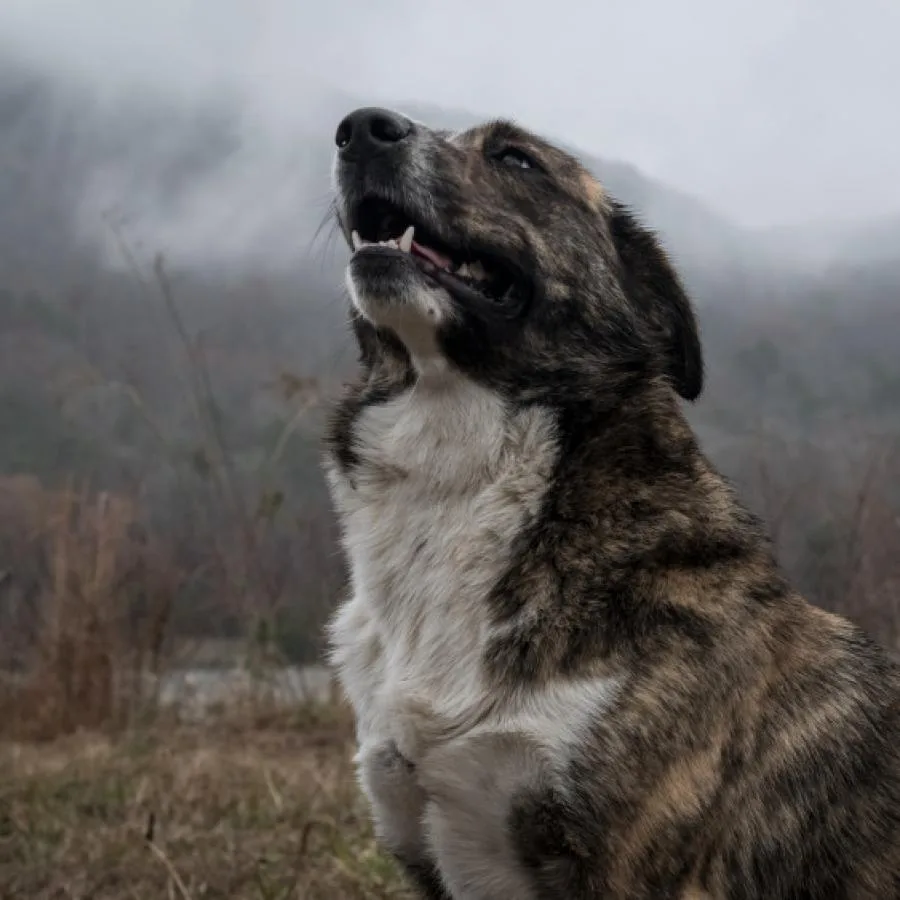 Placeholder photo 5 — dog playing tug (staging)